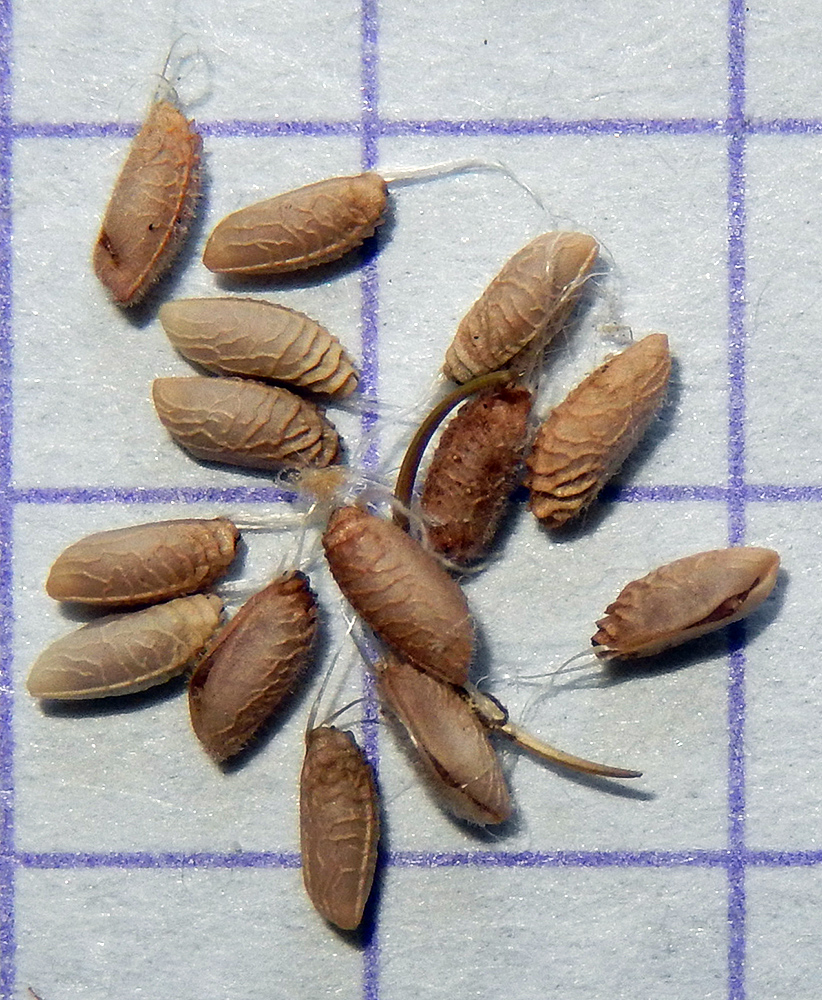 Image of Geranium robertianum specimen.