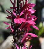 Lobelia &times; speciosa