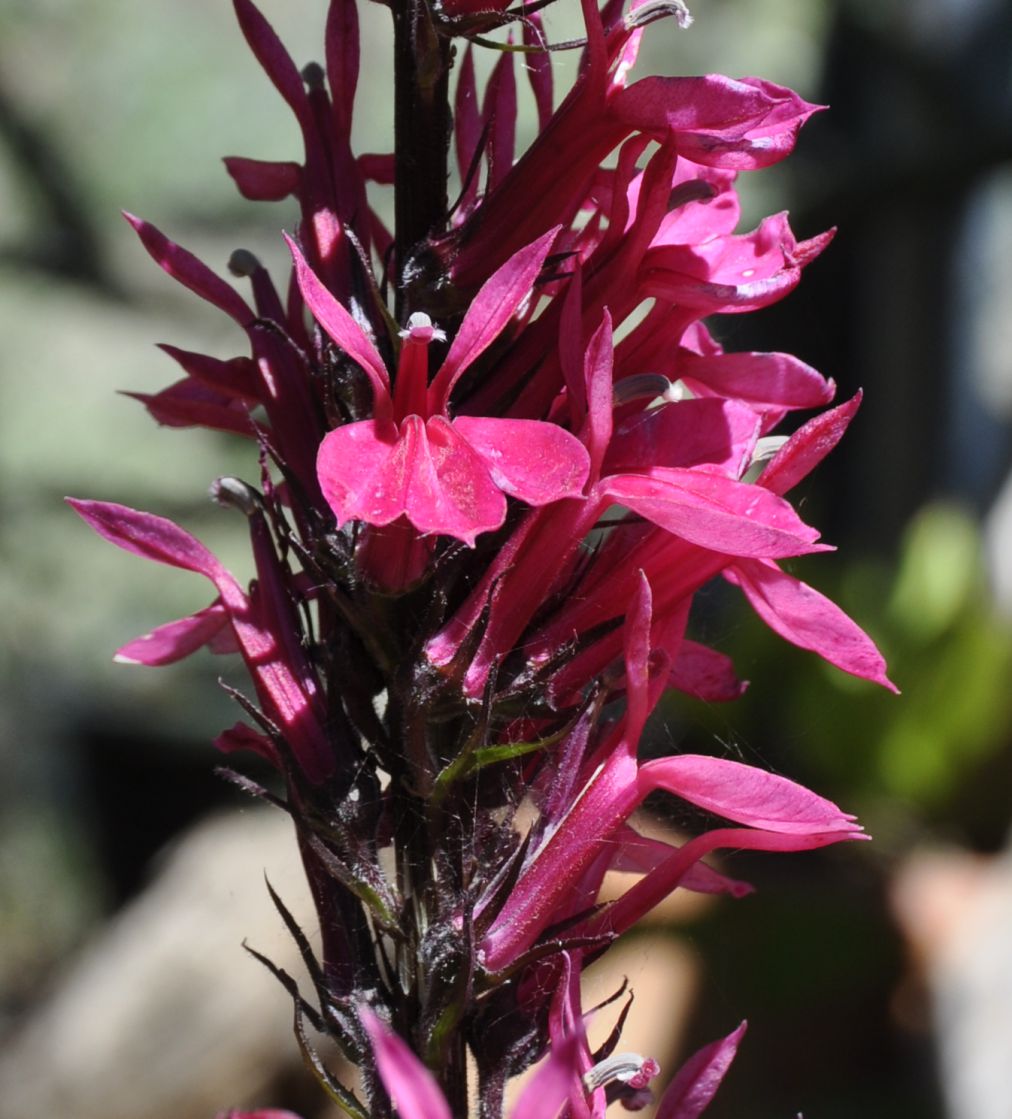 Изображение особи Lobelia &times; speciosa.