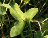 Trifolium pratense. Лист. Крым, Белогорский р-н, склон горы между Топловским монастырём и дорогой. 12.08.2018.