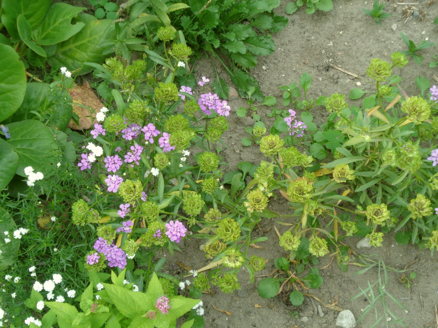 Image of Iberis umbellata specimen.