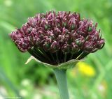 Allium atropurpureum