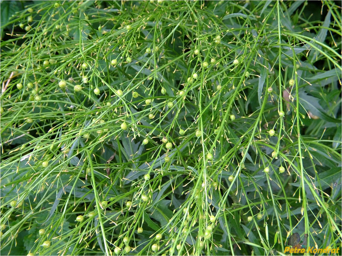 Image of Bunias orientalis specimen.