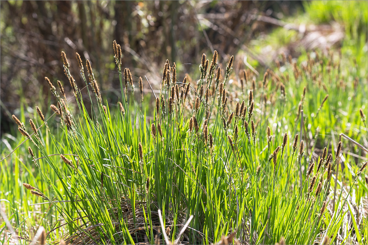 Изображение особи Carex cespitosa.