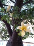 Ceiba insignis