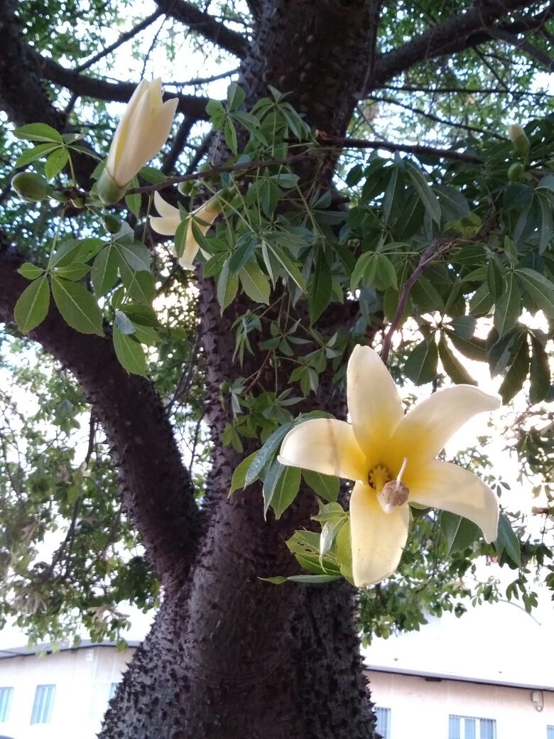 Изображение особи Ceiba insignis.