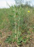 Chondrilla latifolia