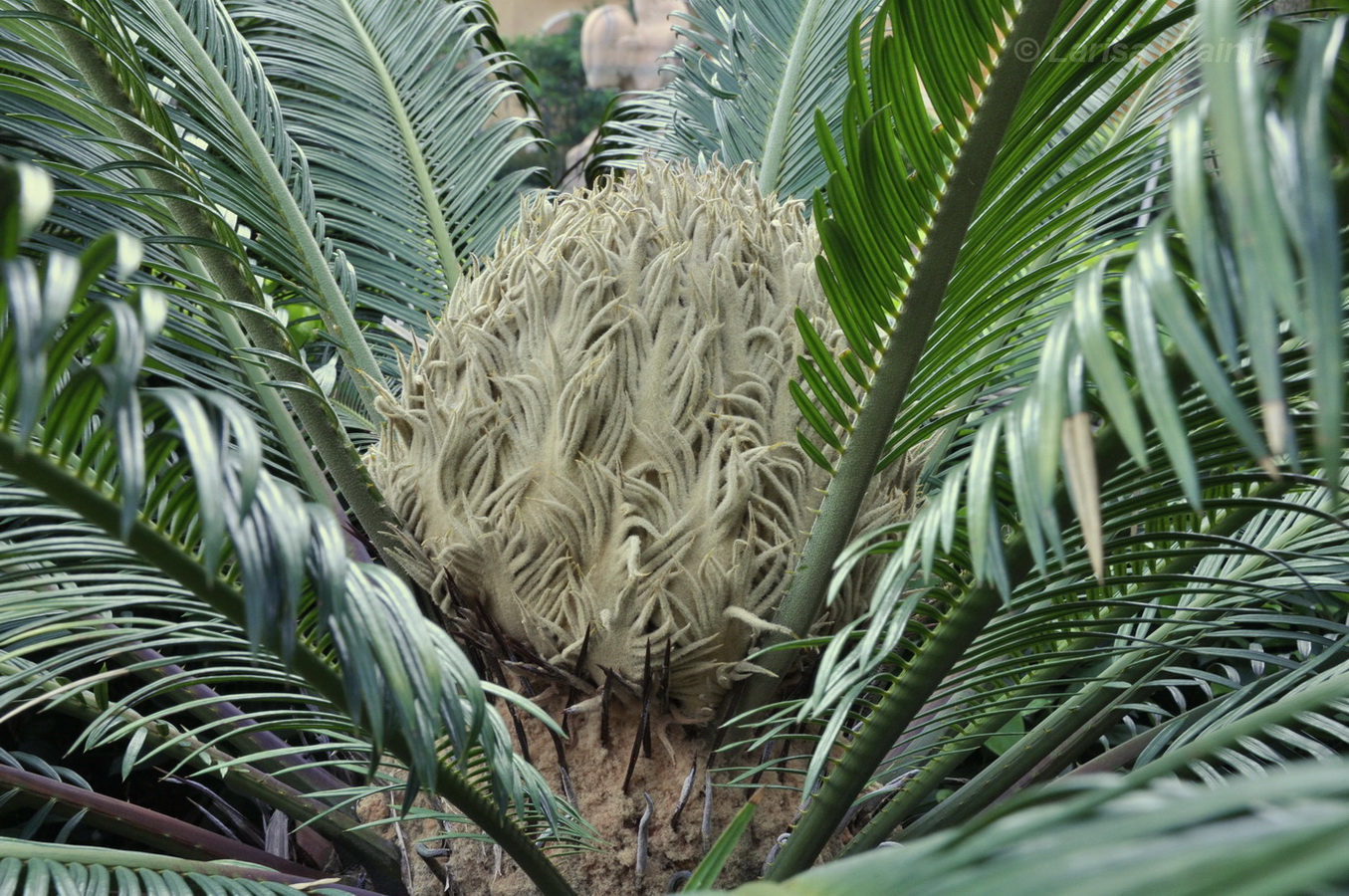 Image of genus Cycas specimen.