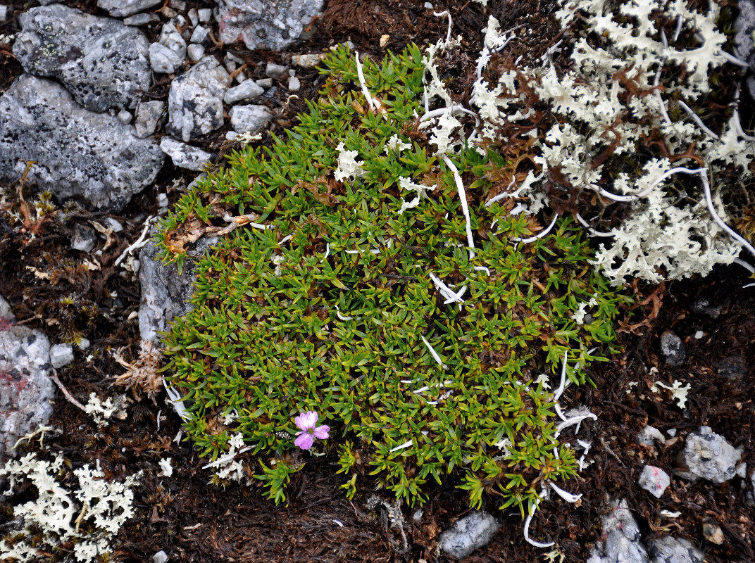 Изображение особи Silene acaulis.