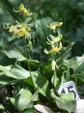 род Erythronium
