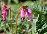 Dicentra formosa. Соцветия. Новосибирск, в культуре. 03.06.2010.