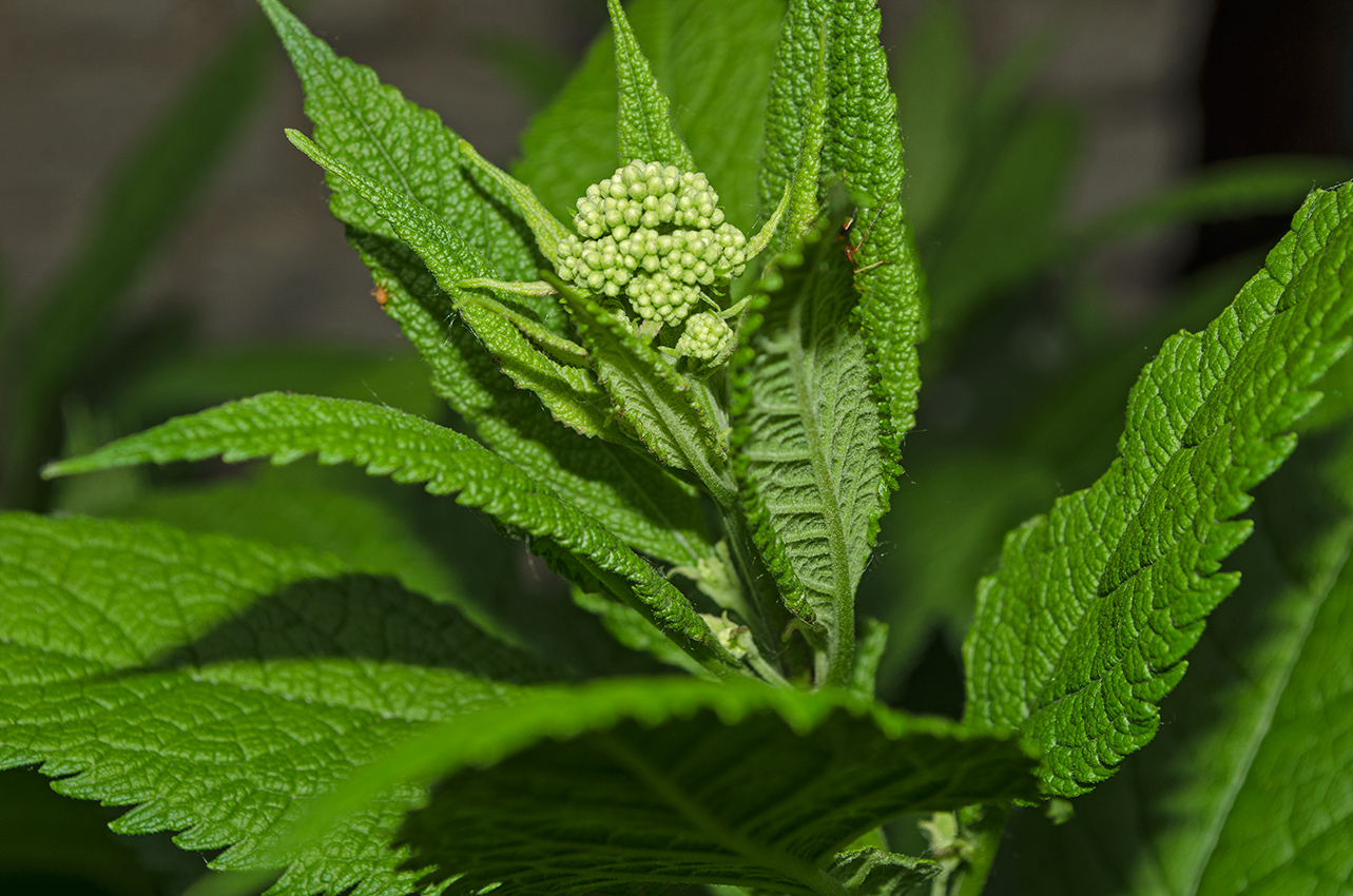 Изображение особи род Eupatorium.