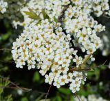 Spiraea &times; cinerea