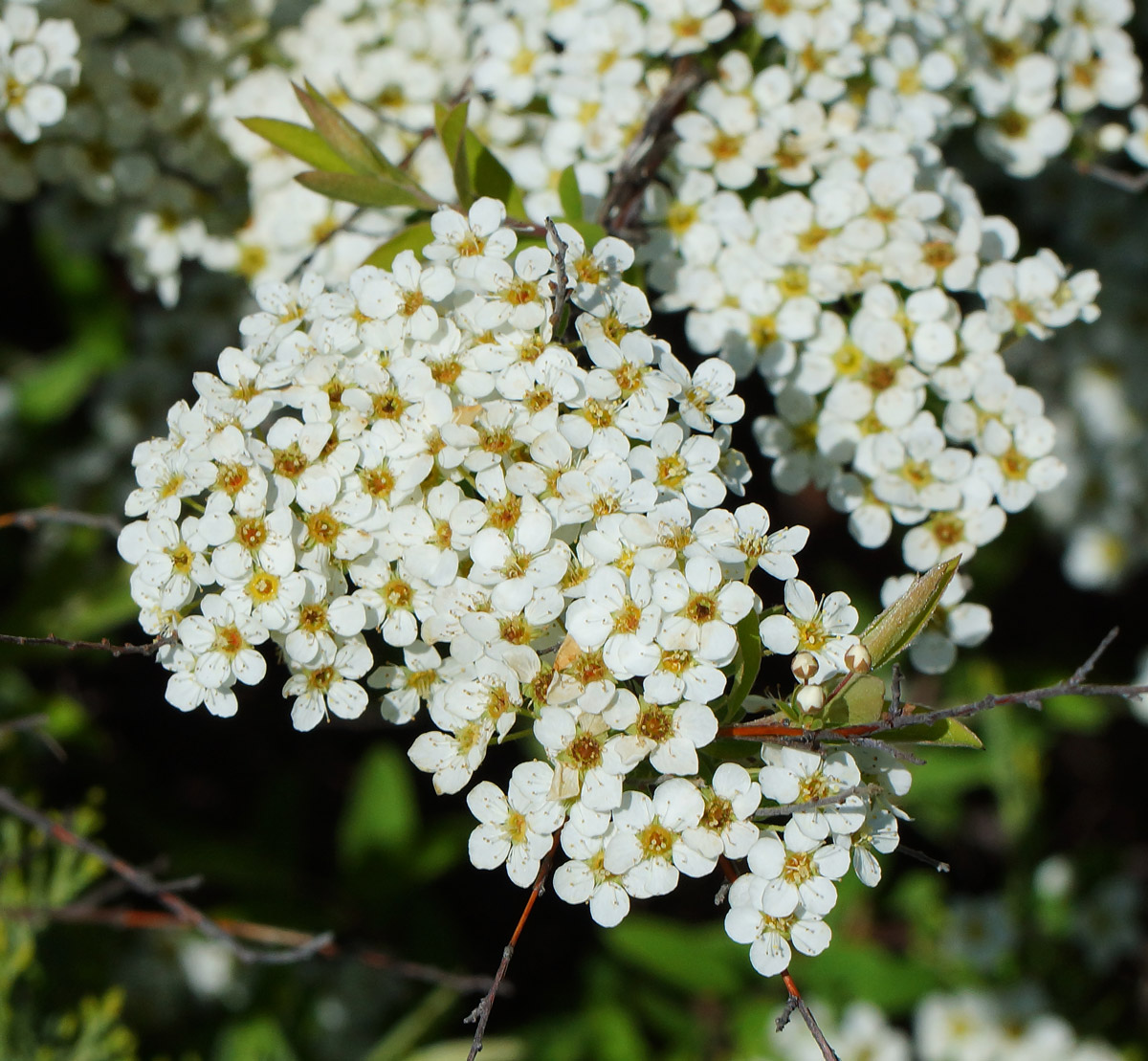 Image of Spiraea &times; cinerea specimen.