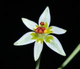 Zigadenus sibiricus