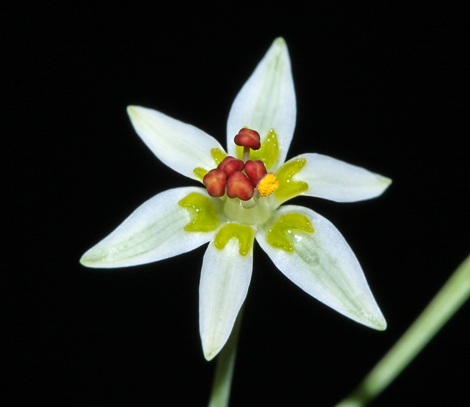 Image of Zigadenus sibiricus specimen.