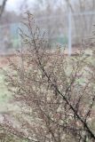 Artemisia annua