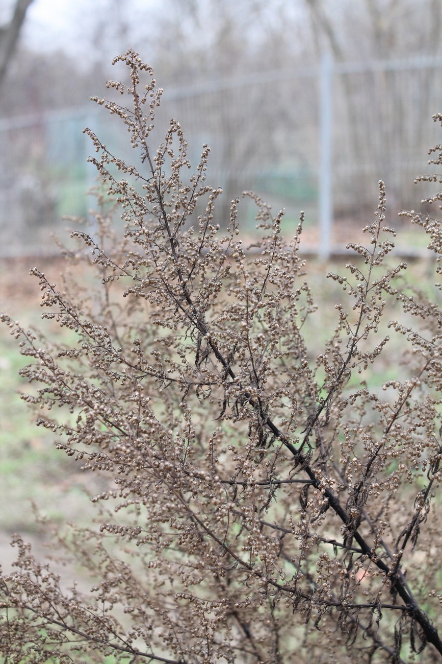 Image of Artemisia annua specimen.