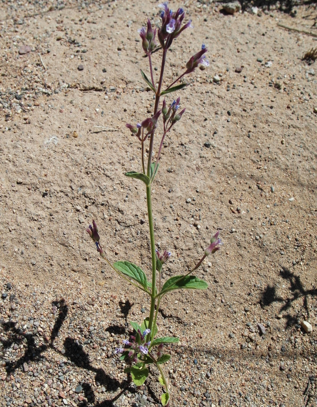 Image of Nepeta micrantha specimen.