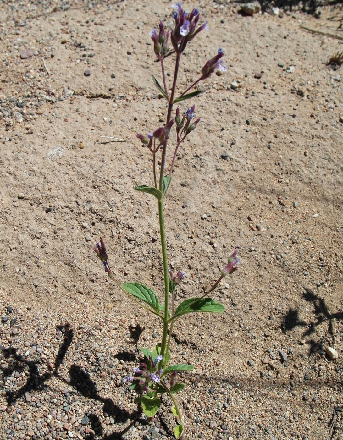 Изображение особи Nepeta micrantha.