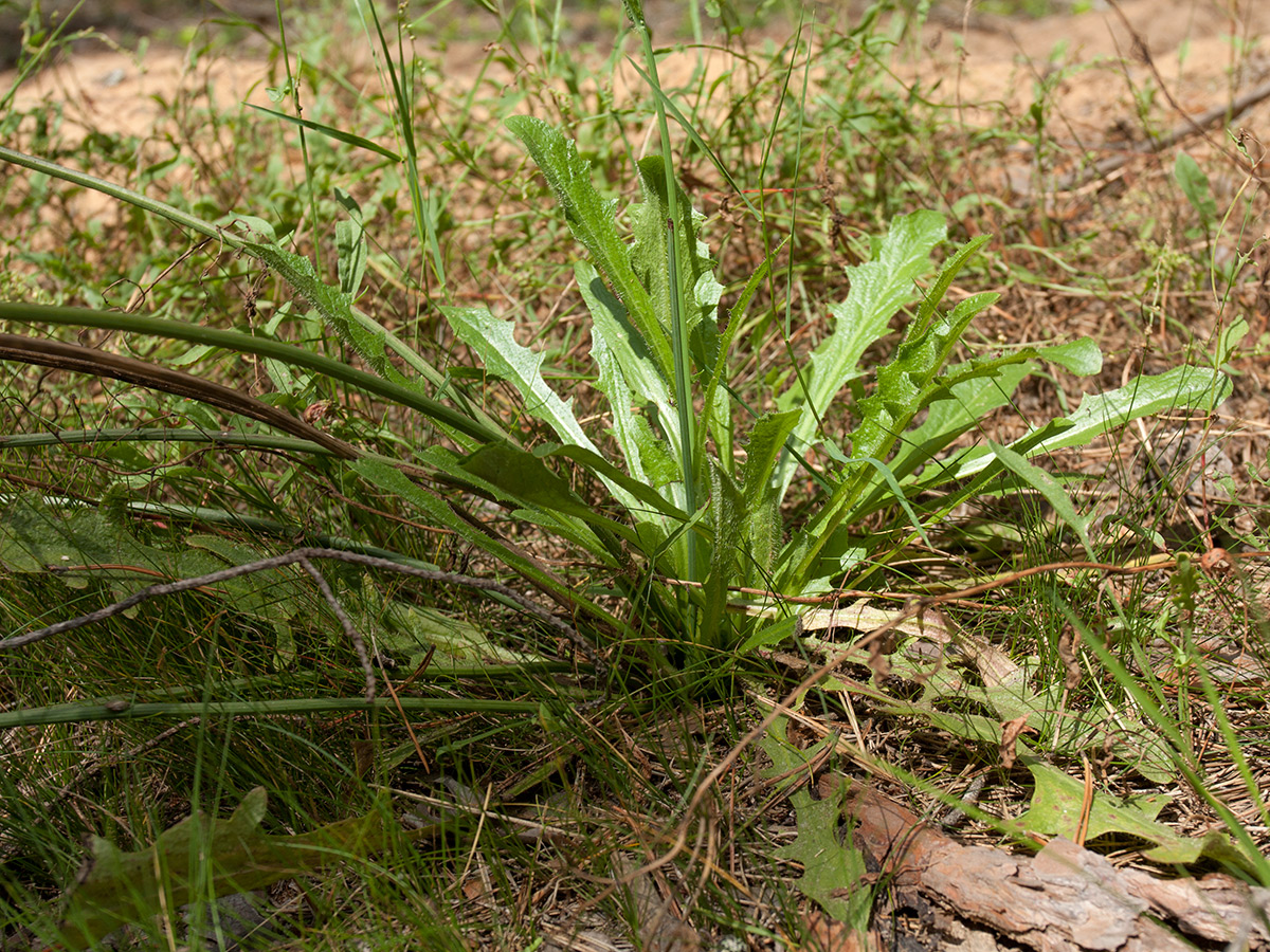 Image of Hypochaeris radicata specimen.