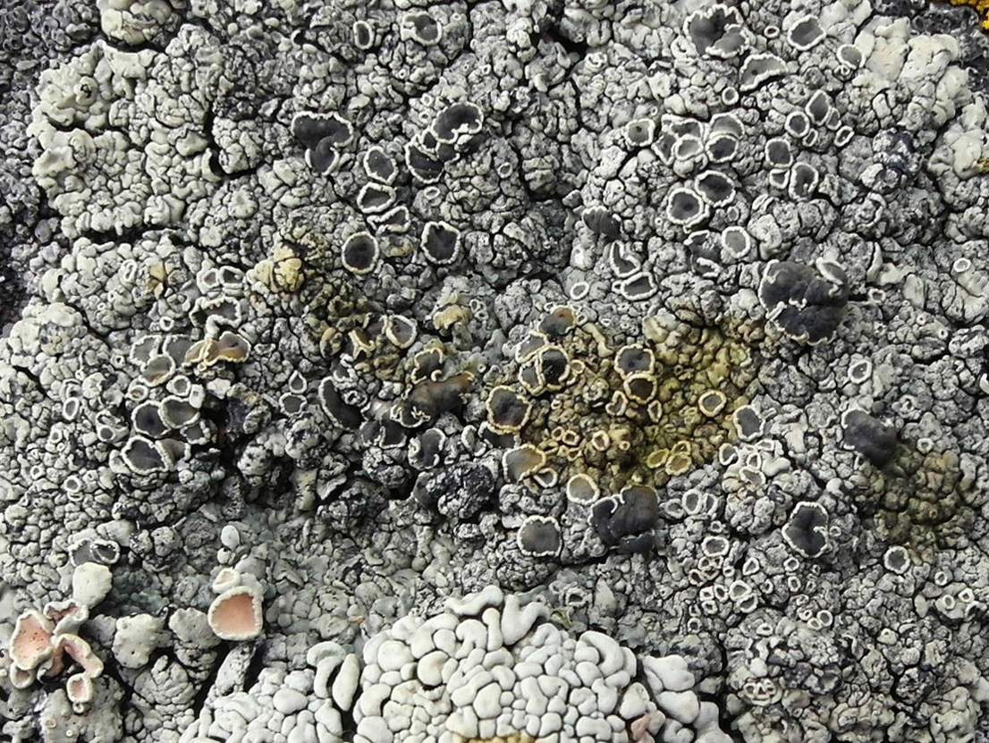 Image of Rhizoplaca melanophthalma specimen.