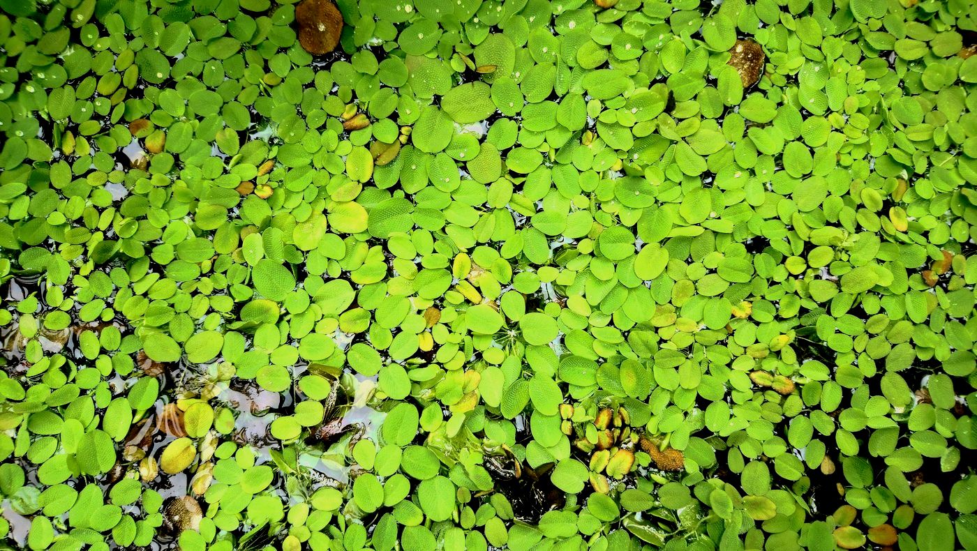 Image of Salvinia biloba specimen.