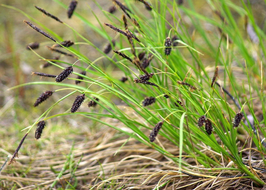 Image of Carex saxatilis ssp. laxa specimen.
