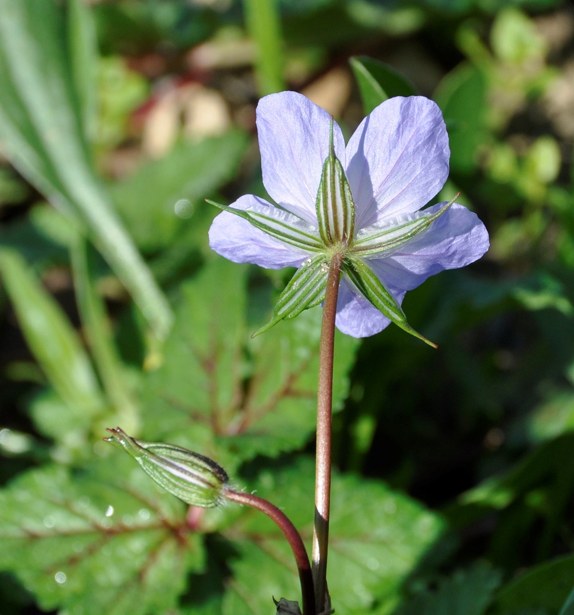 Изображение особи Erodium botrys.