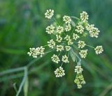 Pimpinella nigra. Бутонизирующие соцветия. Пермский край, Добрянский р-н, Вильвенское сельское поселение, окр. дер. Боковая, долина р. Вильва, разнотравный луг. 23 июля 2018 г.