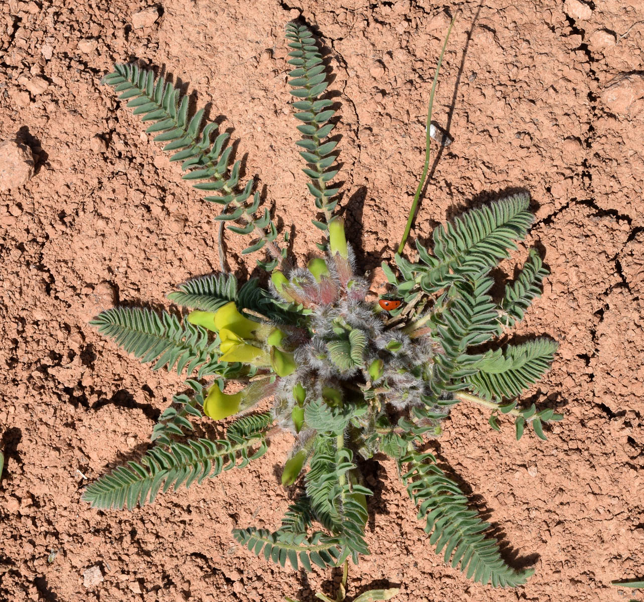 Изображение особи Astragalus atrovinosus.