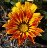 genus Gazania