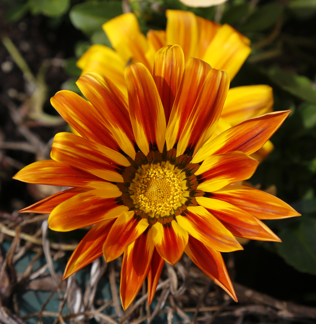 Изображение особи род Gazania.