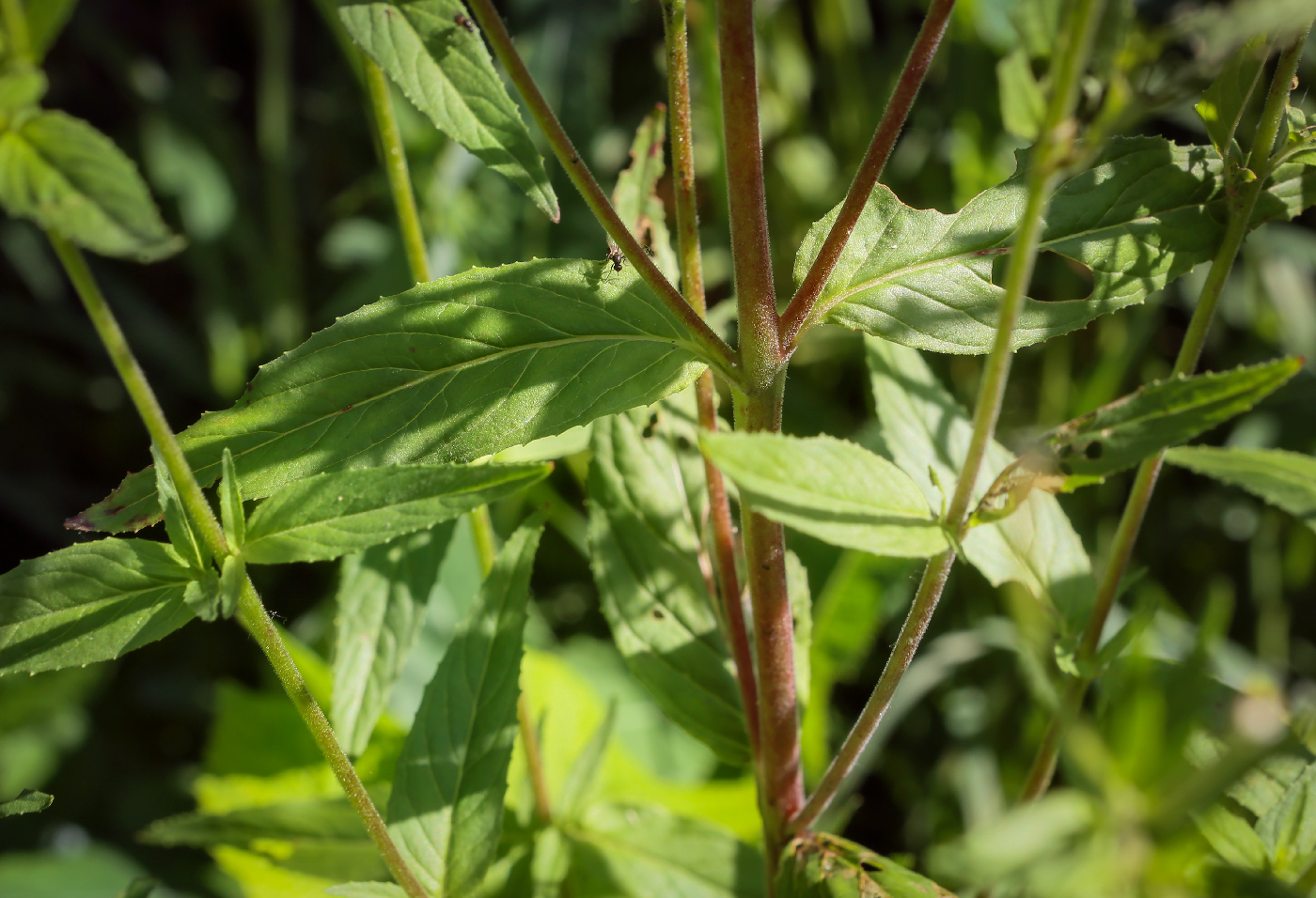 Image of Epilobium pseudorubescens specimen.