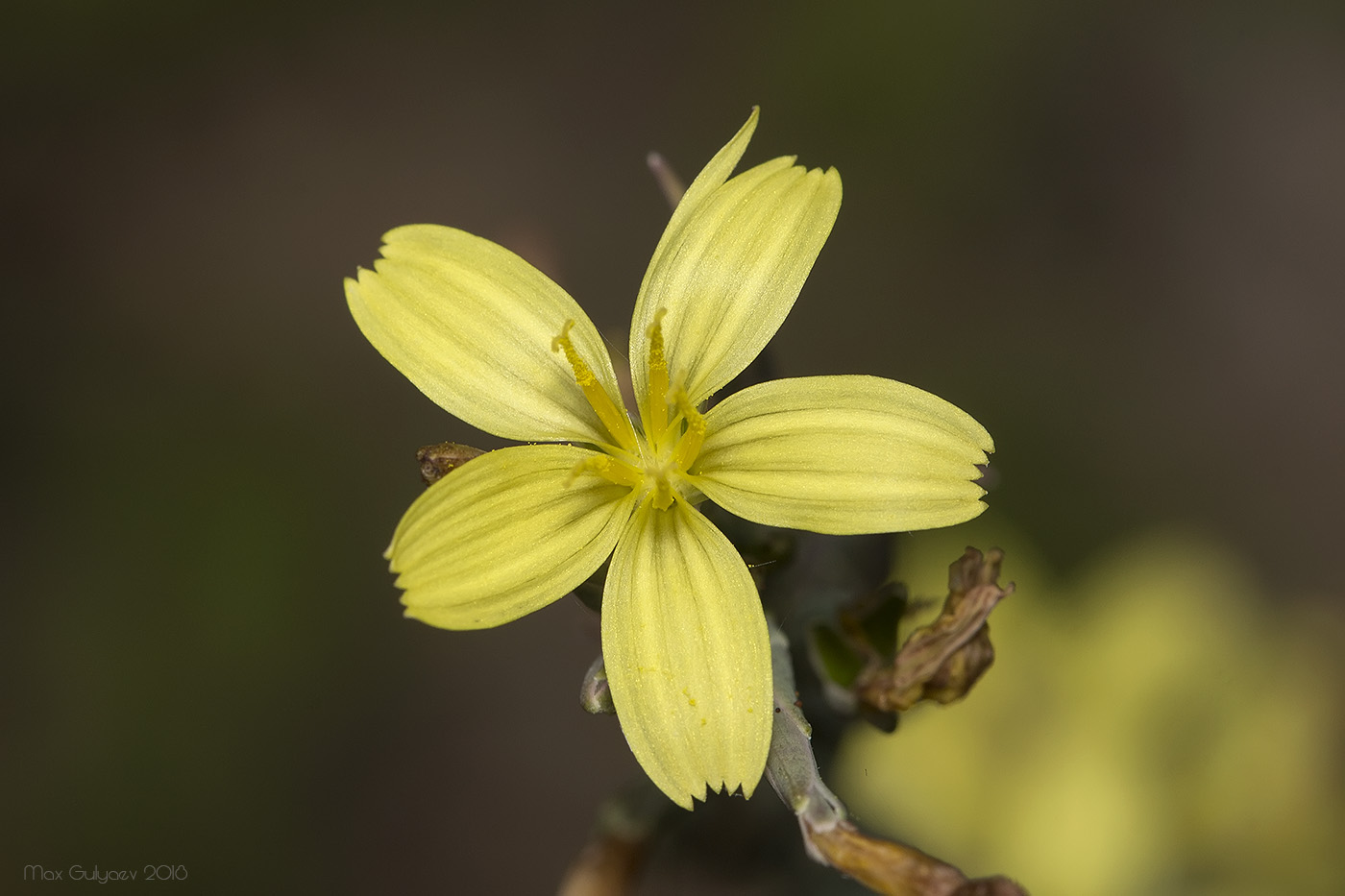 Image of Scariola viminea specimen.