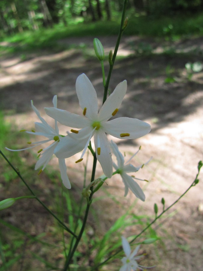 Изображение особи Anthericum ramosum.