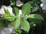 Rosa canina. Лист (нижняя сторона). Крым, Севастополь, Маячный п-ов, побережье бух. Солёная. 25.05.2019.