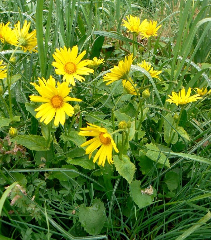 Image of Doronicum carpaticum specimen.