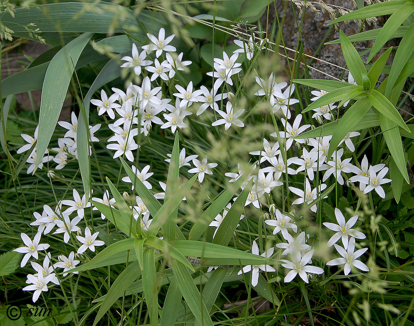 Image of Ornithogalum umbellatum specimen.