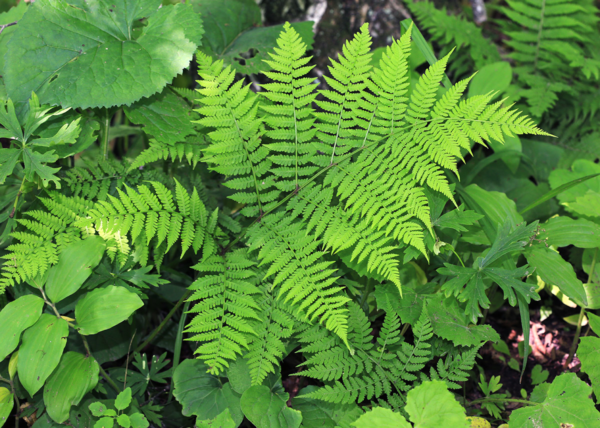 Image of Cornopteris crenulatoserrulata specimen.