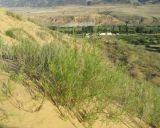 Artemisia tschernieviana. Вегетирующие растения. Дагестан, Кумторкалинский р-н, бархан Сарыкум, дюны. 31 мая 2019 г.