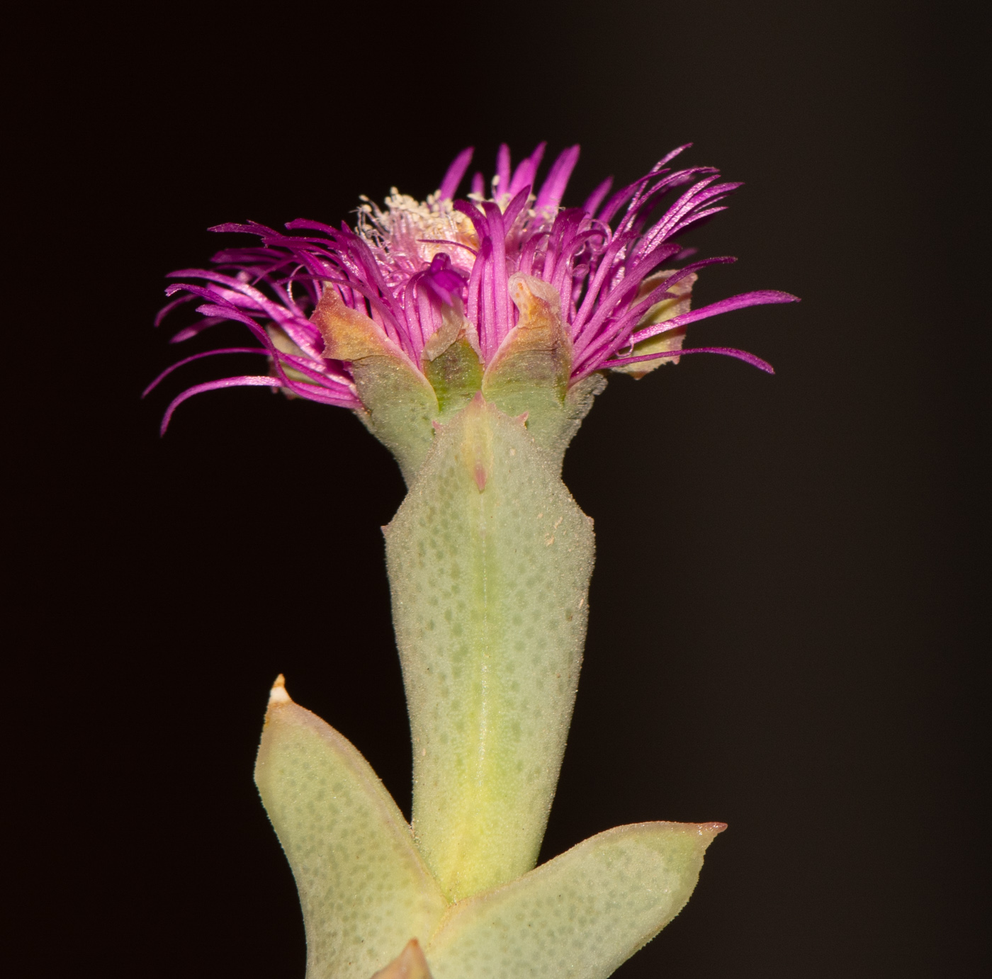 Image of Ruschia perfoliata specimen.
