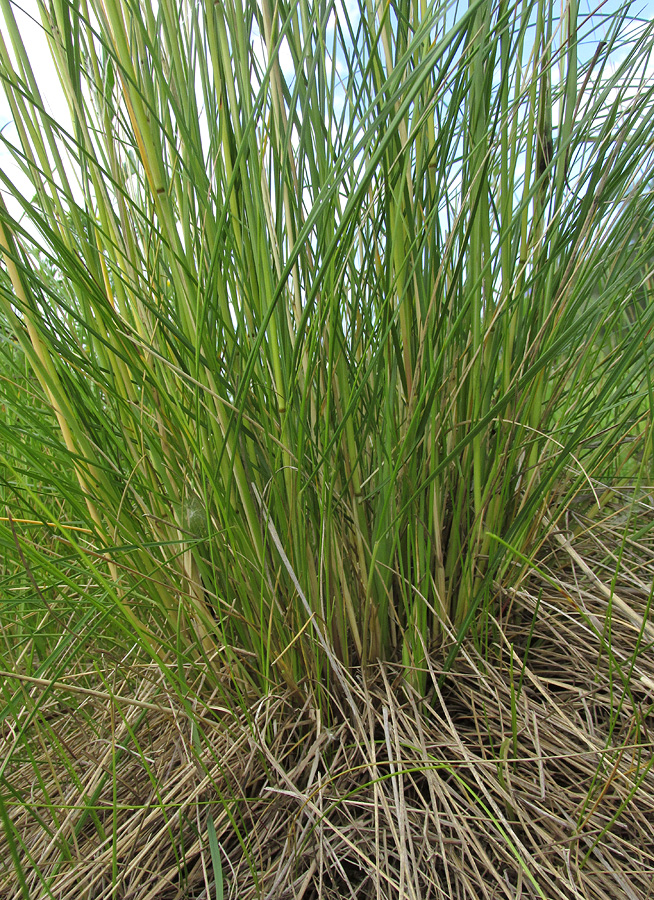 Изображение особи Stipa pennata.