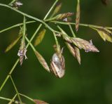 Desmazeria philistaea
