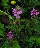 Pedicularis uliginosa