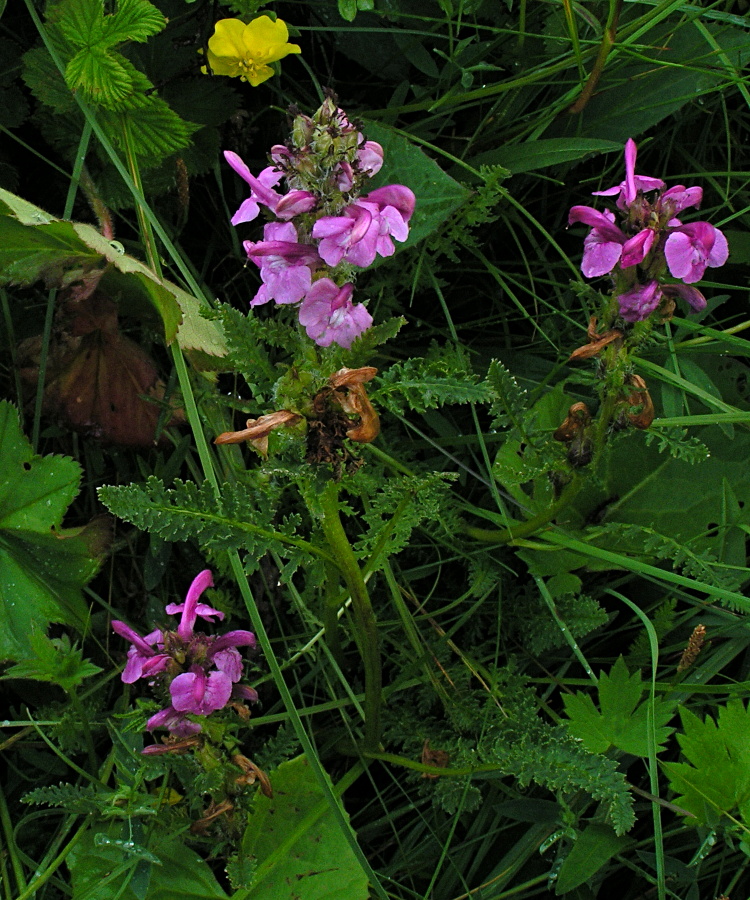 Изображение особи Pedicularis uliginosa.