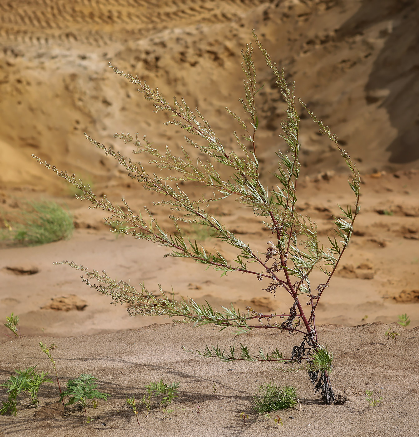 Изображение особи Artemisia vulgaris.