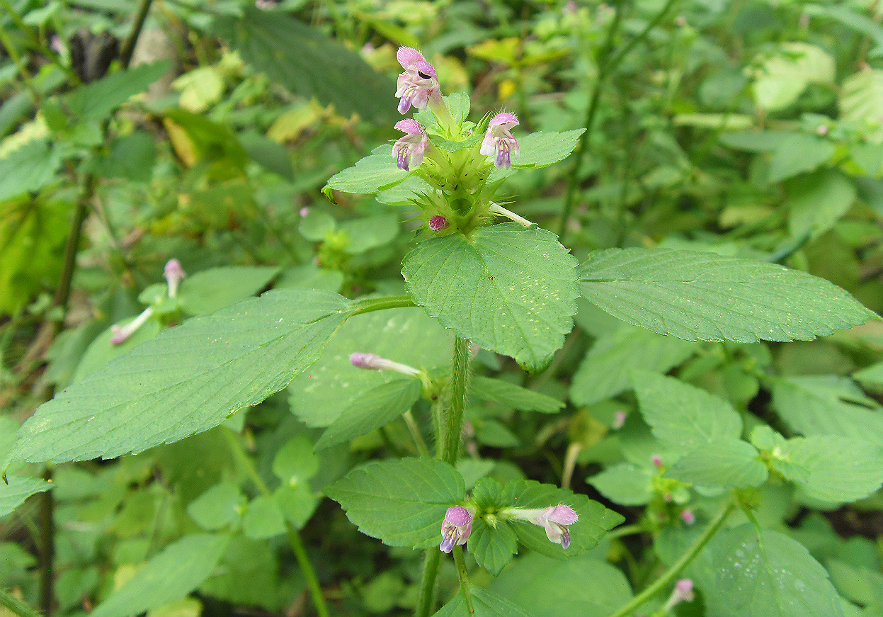 Image of Galeopsis bifida specimen.