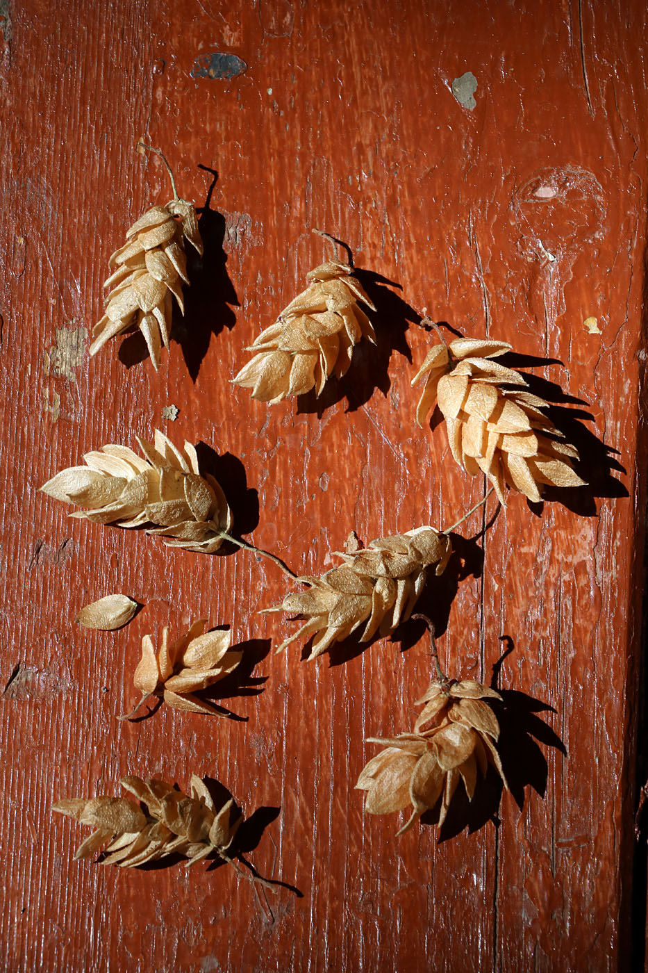 Image of Ostrya japonica specimen.