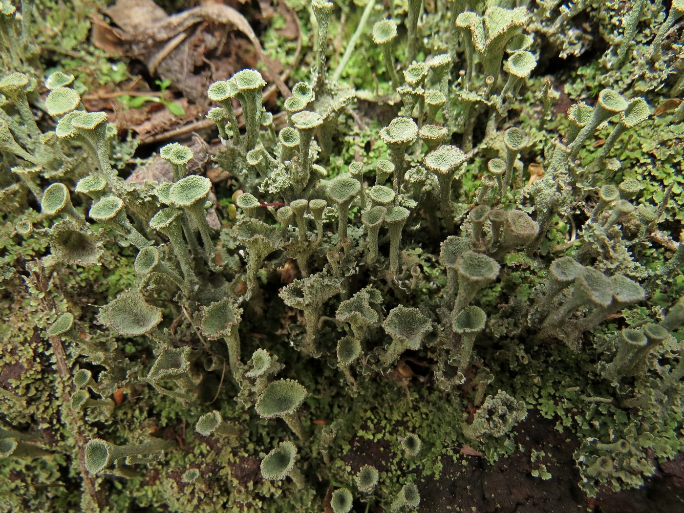 Изображение особи род Cladonia.